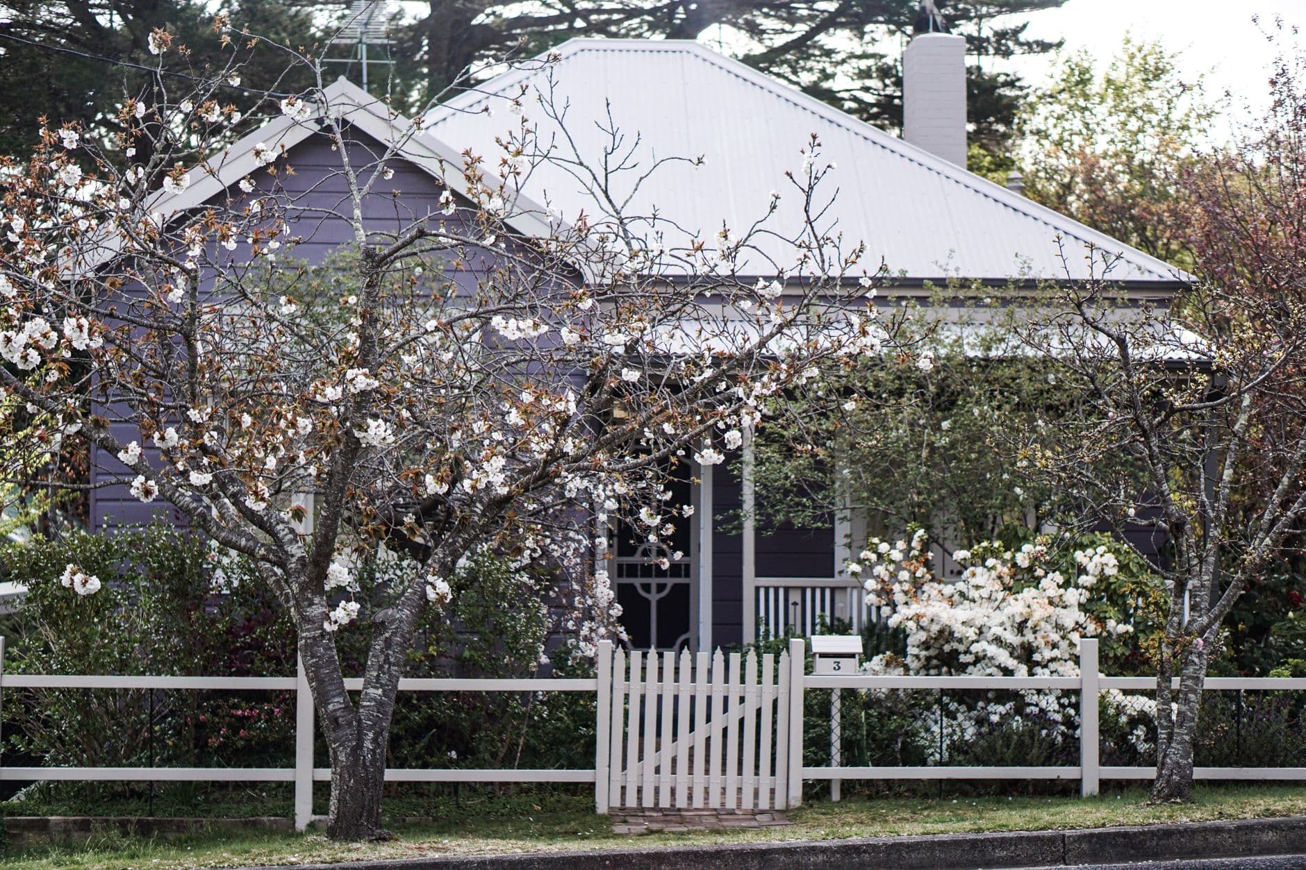 A weatherboard cottage with a white picket fence and blossom trees flowering in spring.